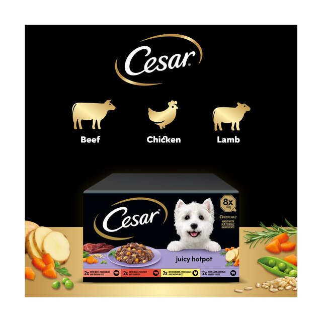 Cesar Juicy Hotpot Adult Wet Dog Food Trays Mixed in Gravy thumbnail 4
