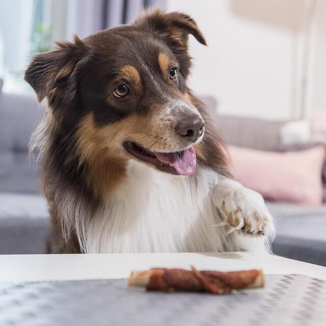 SmartBones 5 Chicken Wrapped Rawhide Free Sticks Dog Treats thumbnail 6