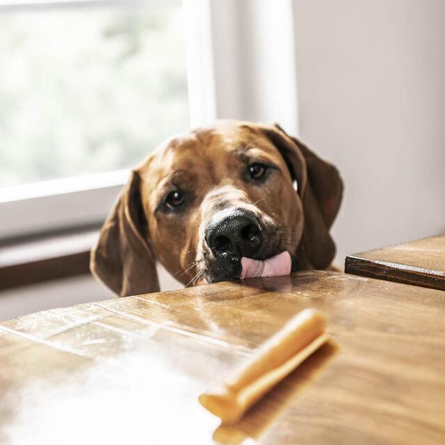 SmartBones Chicken Rawhide Free Sticks Dog Treats thumbnail 6