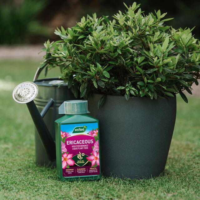 Westland Ericaceous Specialist Liquid Feed, 1L thumbnail 3