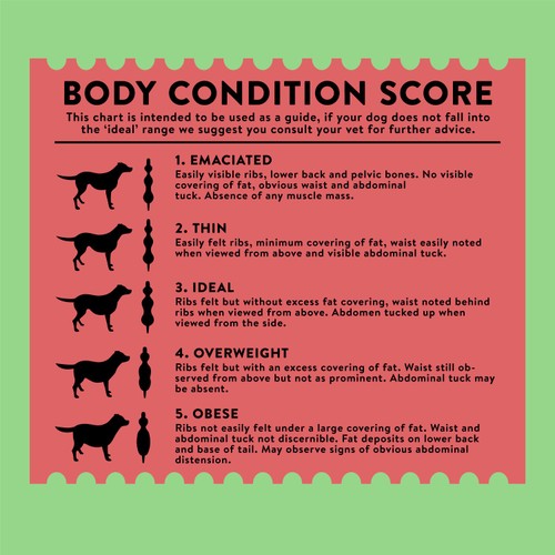 Wagg Active Goodness Beef & Veg Dry Dog Food thumbnail 7