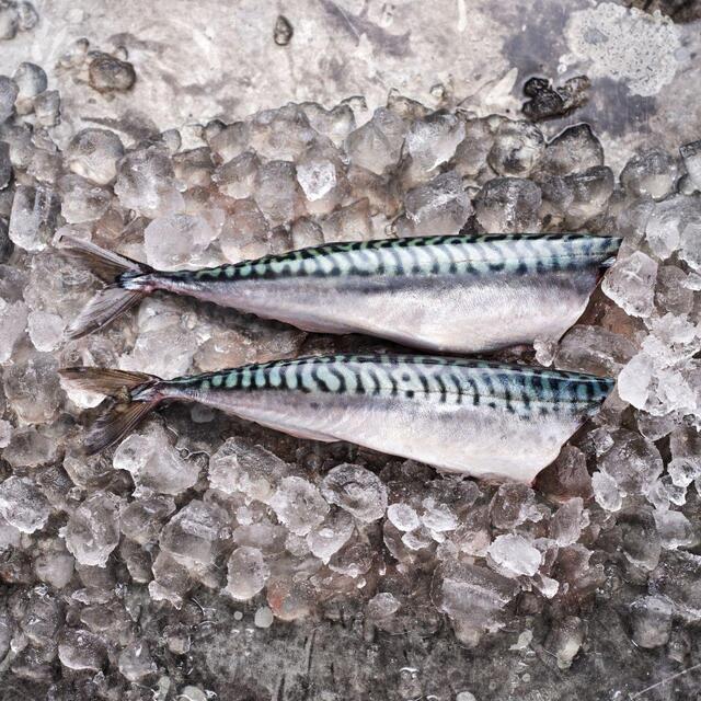 HLS Headed and Gutted Mackerel thumbnail 3