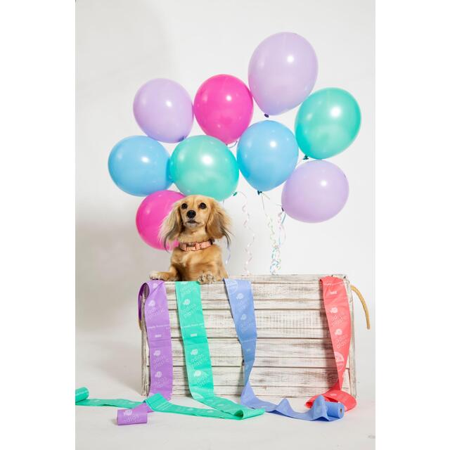 Adios Compostable Dog Poo Bags - Rainbow thumbnail 4