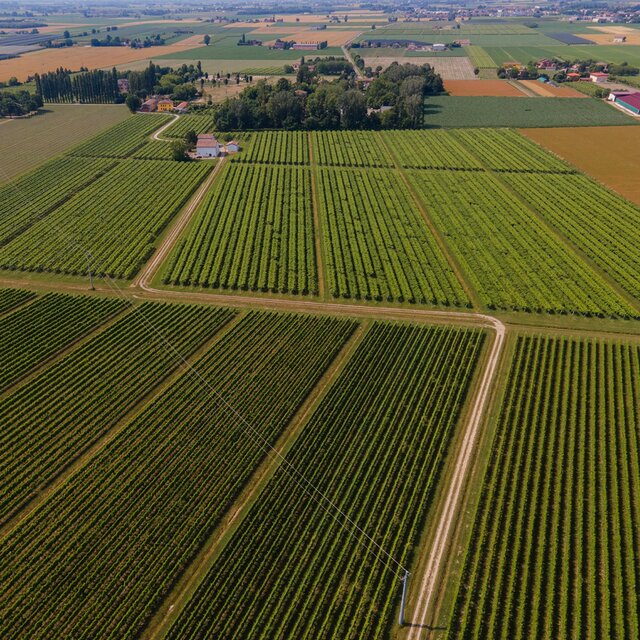 Mazzetti White Condiment thumbnail 8