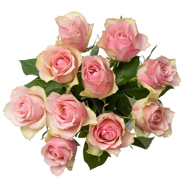 Pale Pink Roses thumbnail 2