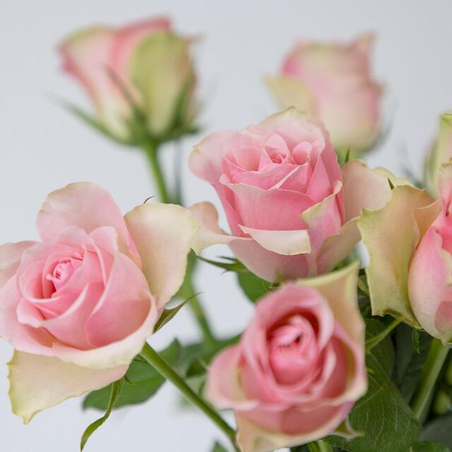 Pale Pink Roses thumbnail 6
