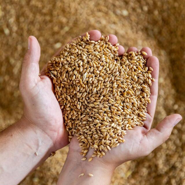 Mancini Pasta Penne thumbnail 4