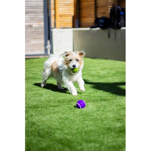 Battersea Tennis Balls  thumbnail 9