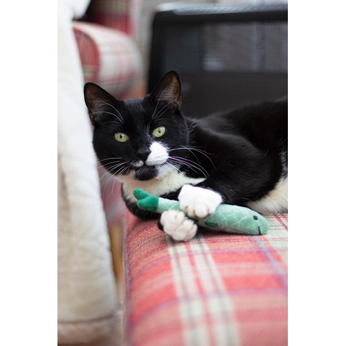 Battersea Daily Catch  thumbnail 4