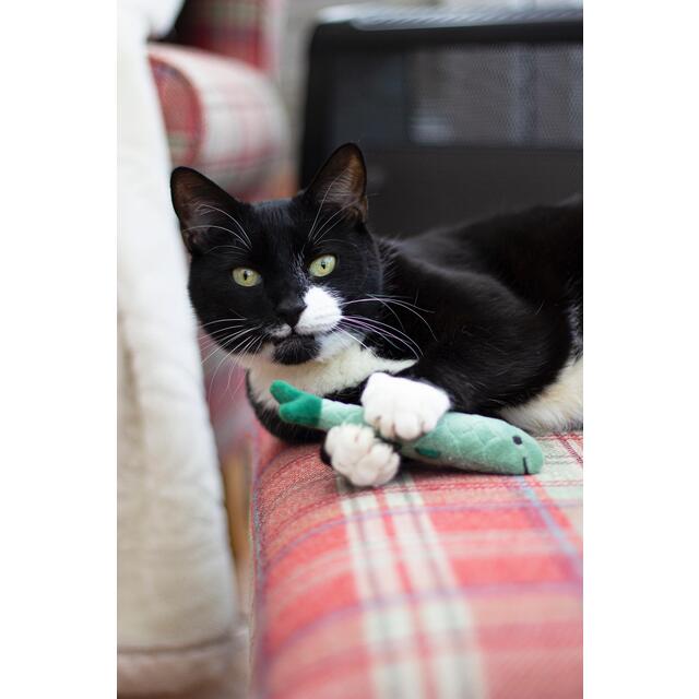 Battersea Daily Catch thumbnail 4