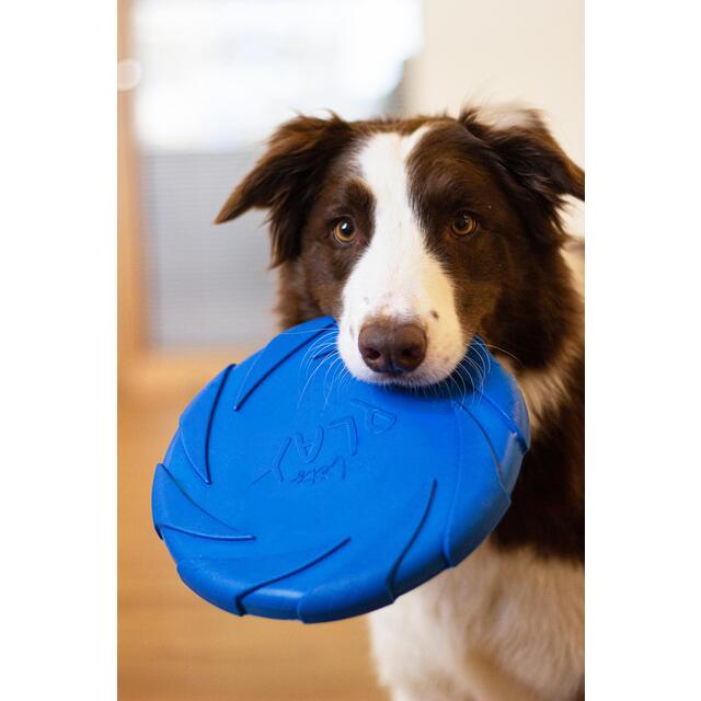 Battersea Foam Frisbee thumbnail 3