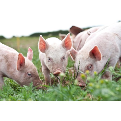 Packington Free Range Lincolnshire Sausages thumbnail 4