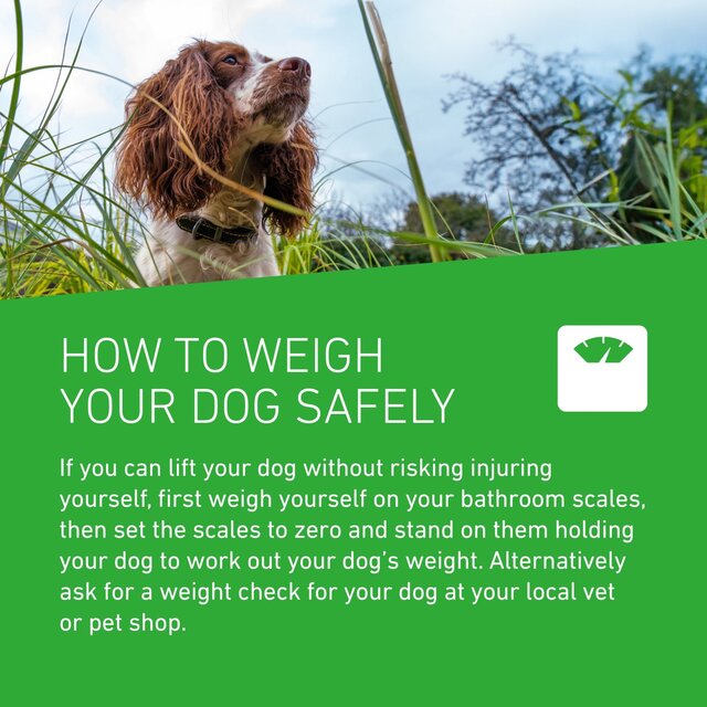 FRONTLINE Plus Large Dog Flea & Tick 20-40kg thumbnail 4