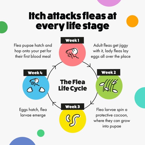 Itch Flea XL Dog Spot-On Flea & Tick treatment (40kg+) thumbnail 6