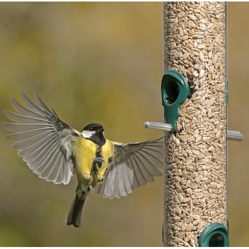 RSPB Sunflower Hearts thumbnail 4