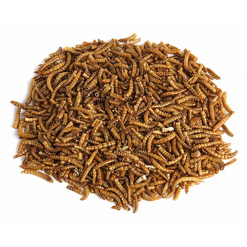 RSPB Mealworms thumbnail 3