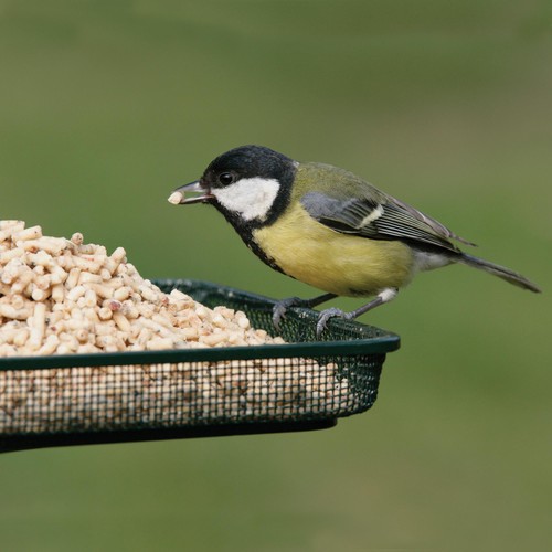 RSPB High Energy Suet Sprinkles thumbnail 3