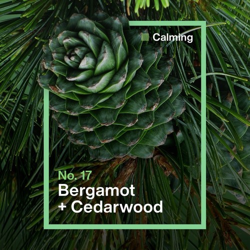 INEOS Washing Up Liquid Bergamot + Cedarwood thumbnail 4