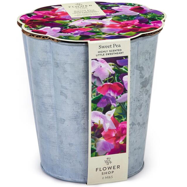 M&S Highly Scented Sweet Pea Flowering Tin