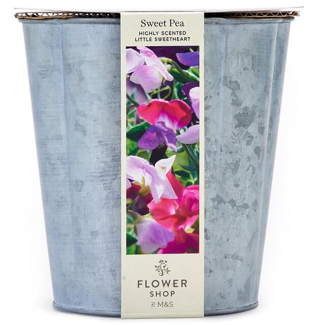 M&S Highly Scented Sweet Pea Flowering Tin thumbnail 2