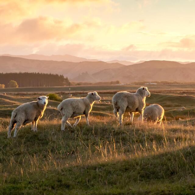 Garcia Baquero Manchego DOP thumbnail 5