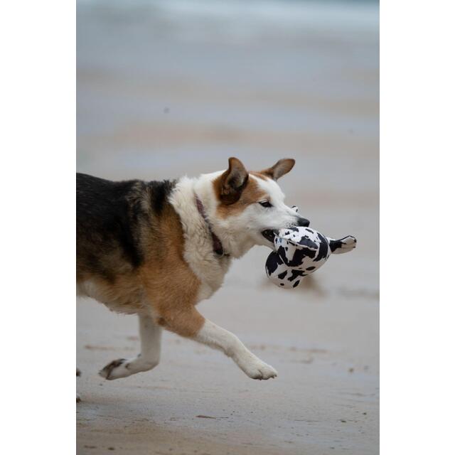 Petface Planet Ocean Cycle Sienna Seal Plush Dog Toy thumbnail 5