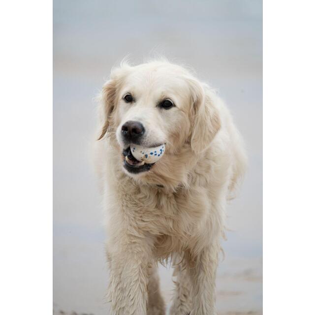 Petface Outdoor Paws Mighty Ball Dog Toy Large thumbnail 5