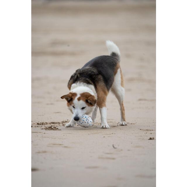 Petface Outdoor Paws Mighty Rugby Ball Dog Toy thumbnail 6