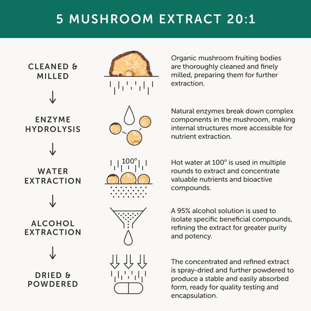 Together Health Mushroom 5 Lions Mane, Chaga & Reishi thumbnail 7