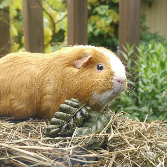 Veggie Burst Nibble Leaves thumbnail 4