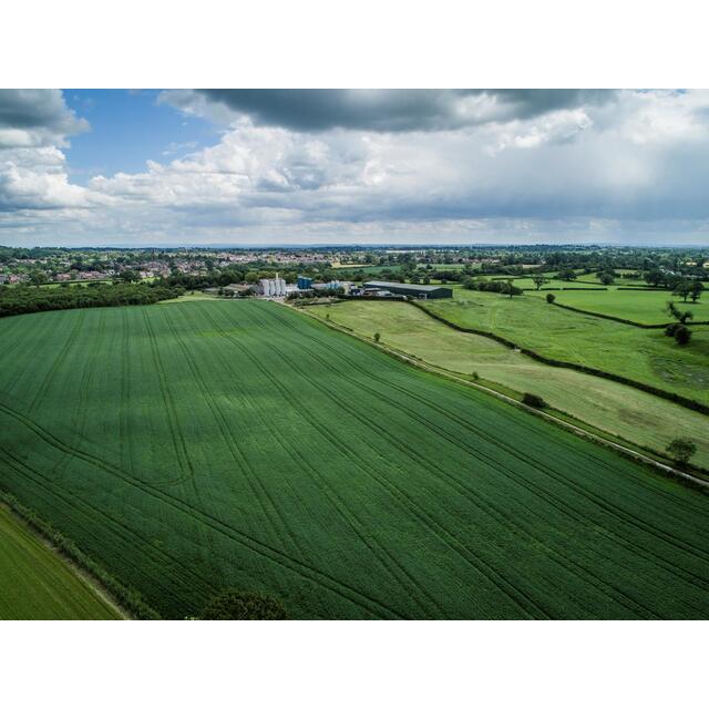 Belton Farm Silver Fox thumbnail 7