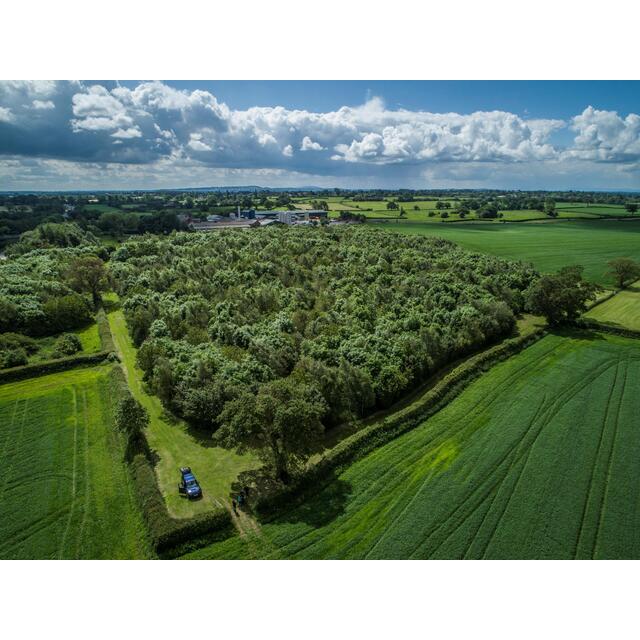 Belton Farm Silver Fox thumbnail 8