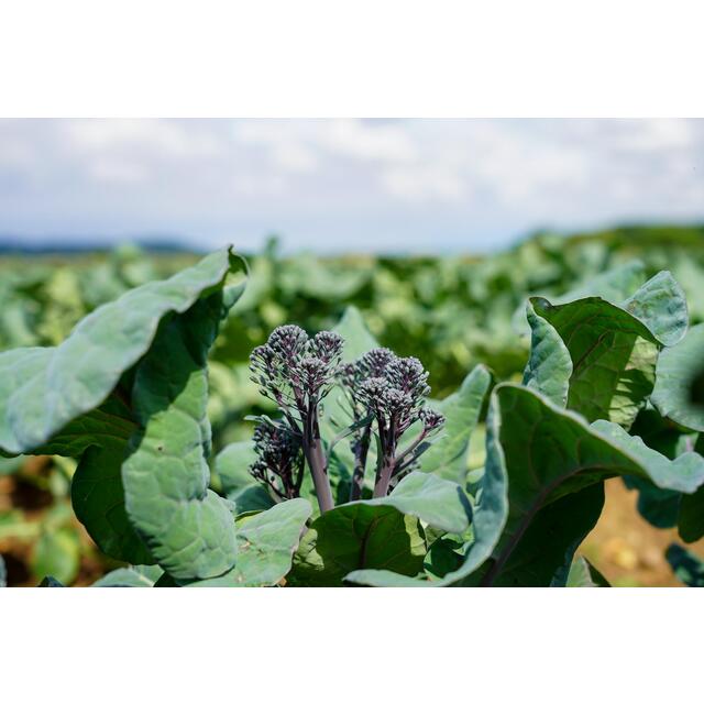 Tenderstem Purple thumbnail 2