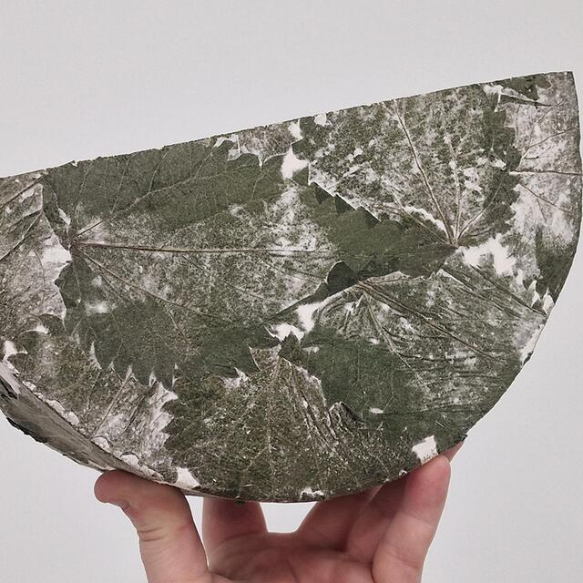 Paxton & Whitfield Cornish Yarg thumbnail 3