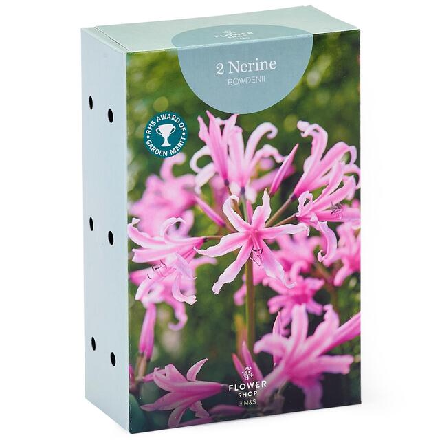 M&S 2 Nerine Bowdenii Bulbs