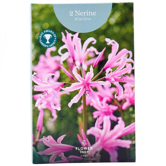 M&S 2 Nerine Bowdenii Bulbs thumbnail 2
