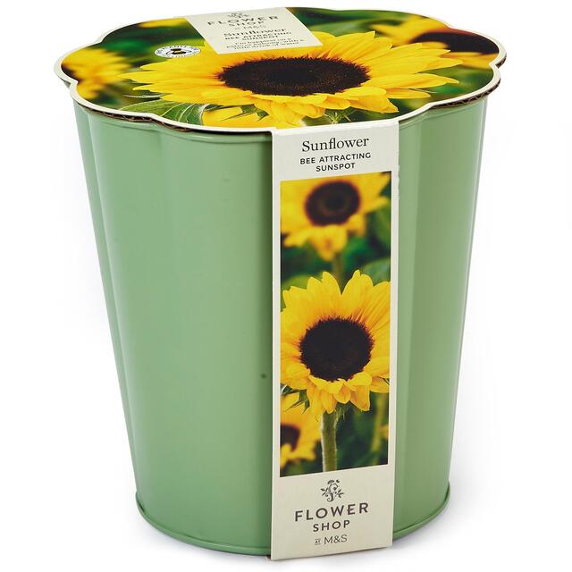 M&S Sunflower Flowering Tin