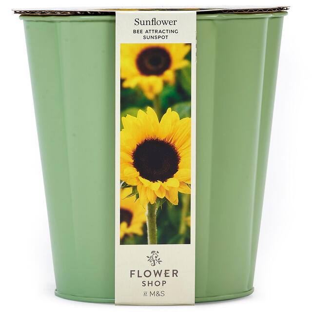 M&S Sunflower Flowering Tin thumbnail 2