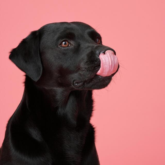 Marleybones Wet Dog Food - Beef & Superfoods thumbnail 8