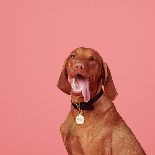 Marleybones Wet Dog Food - Salmon & Superfoods thumbnail 9