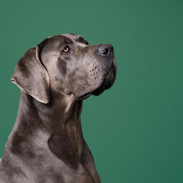 Marleybones Wet Dog Food - Lamb & Superfoods thumbnail 8