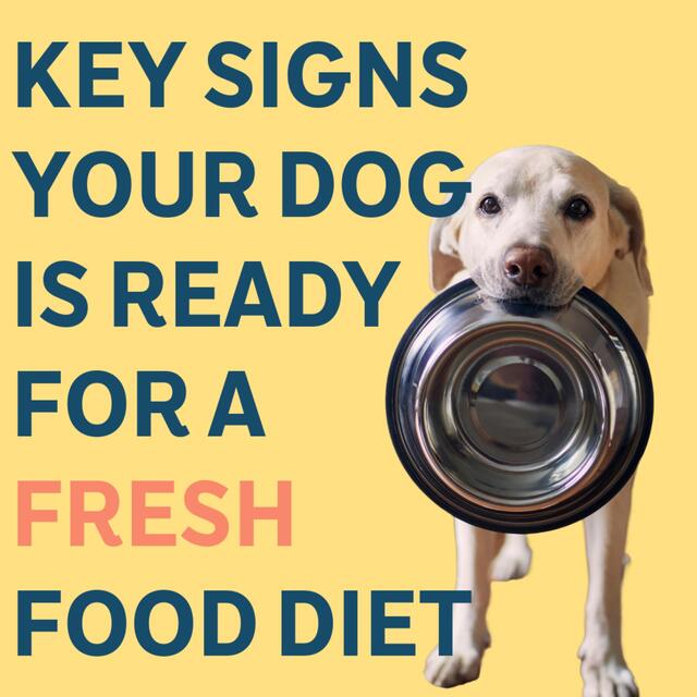 BOOST Pet Chicken with Superfoods Meal for Dogs thumbnail 6