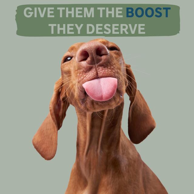 BOOST Pet Chicken with Superfoods Meal for Dogs thumbnail 8