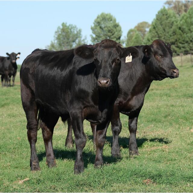 Jacks Creek Australian Wagyu Sirloin Steak thumbnail 4
