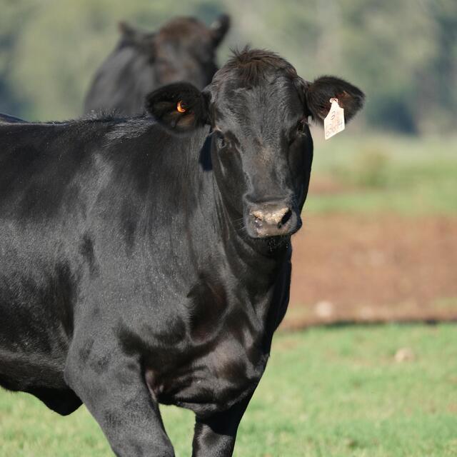 Jacks Creek Australian Wagyu Fillet Steak thumbnail 4