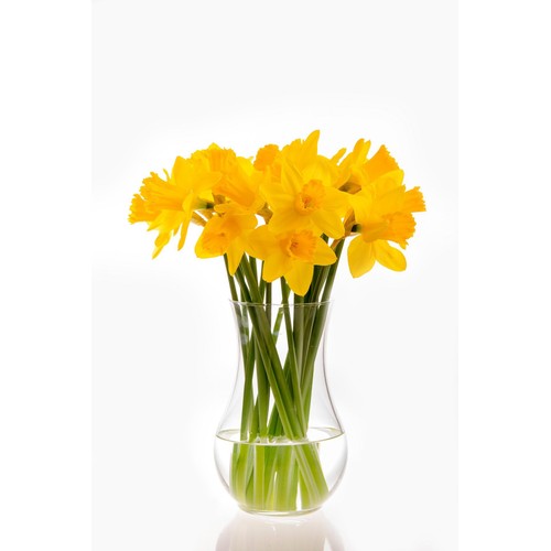 M&S British Daffodils