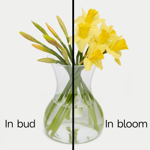 M&S British Daffodils thumbnail 2