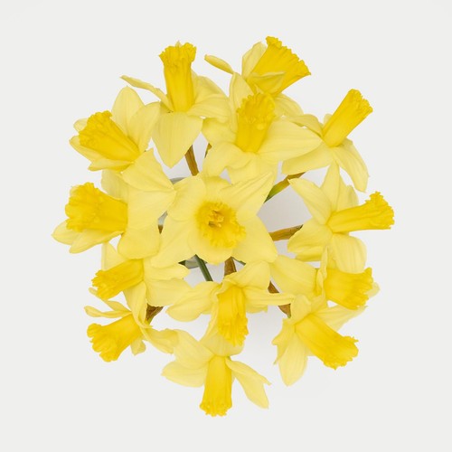 M&S British Daffodils thumbnail 3
