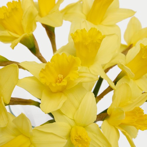 M&S British Daffodils thumbnail 4