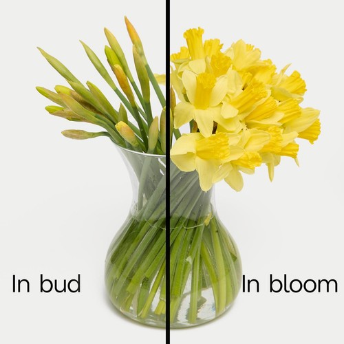 M&S Large Bunch Daffodils thumbnail 2
